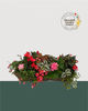 24" Premium Fibre Shade Window Box – Blushing Cascade