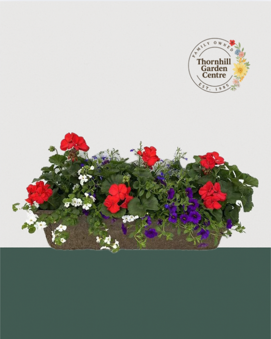 24" Premium Fibre Sun Window Box – Red & Blue Harmony