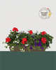 24" Premium Fibre Sun Window Box – Red & Blue Harmony