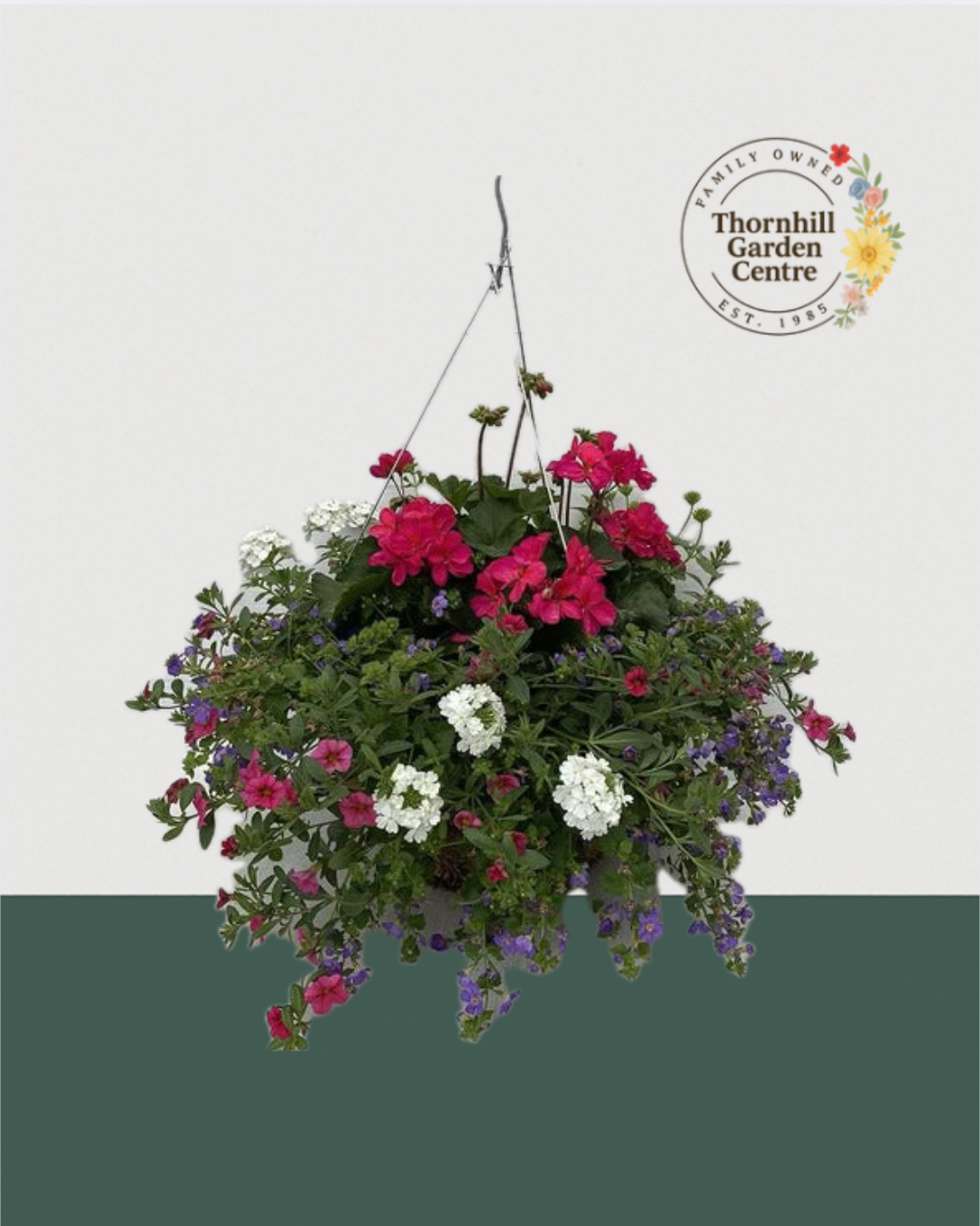 16" Moss Premium Mixed Sun Hanging Basket - Sunset Serenade