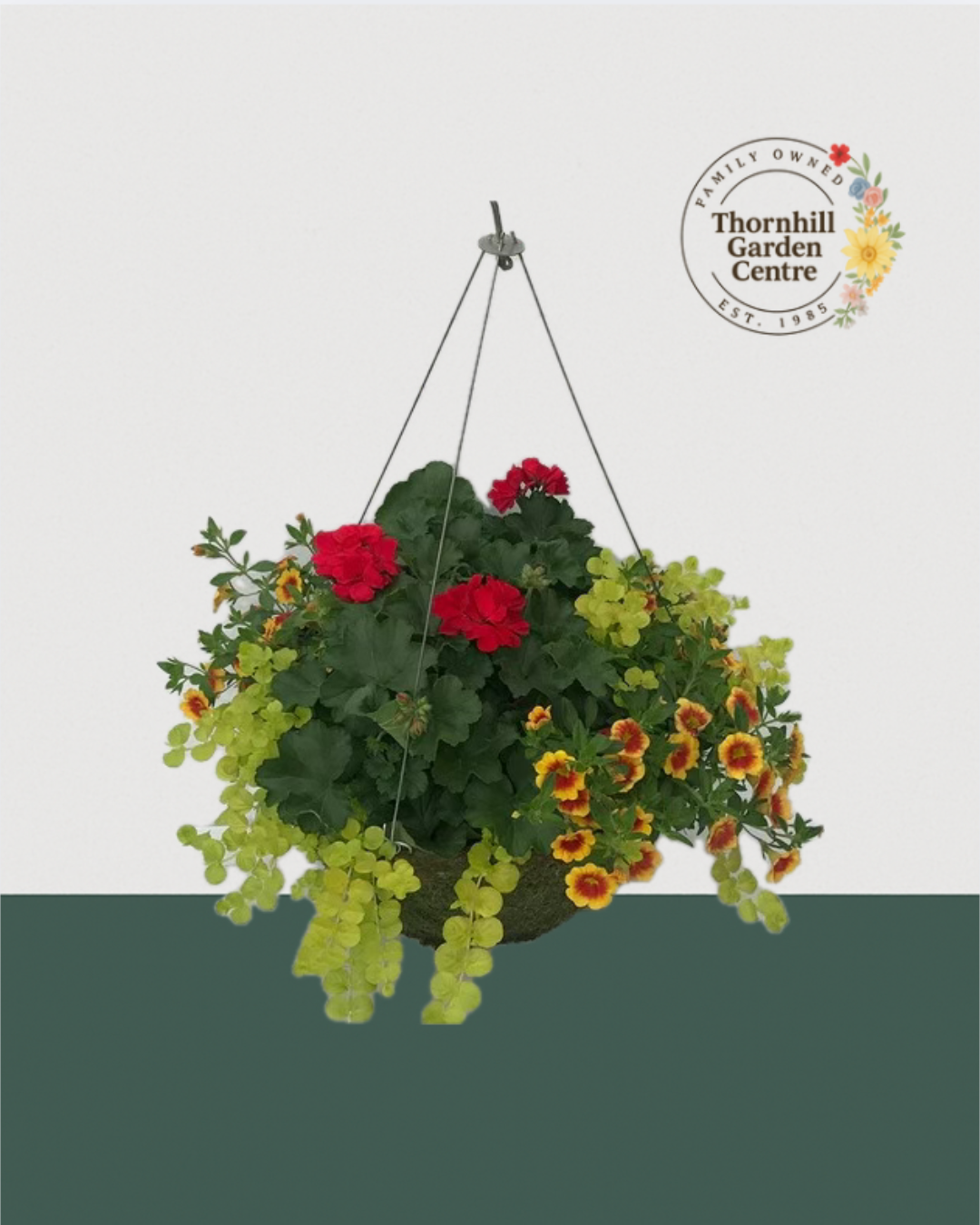 16" Moss Premium Sun Hanging Basket - Tropical Heatwave