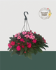 12" Fibre Premium Sun/Shade Hanging Basket - Pink Bliss