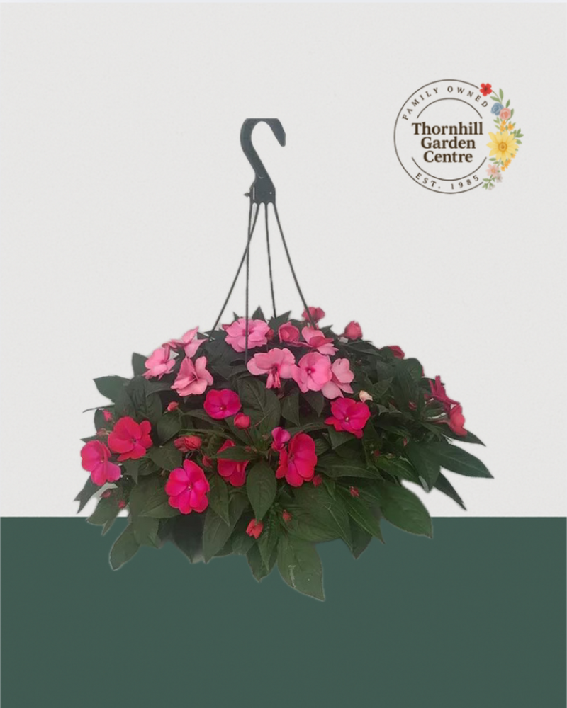 12" Fibre Premium Sun/Shade Hanging Basket - Pink Bliss