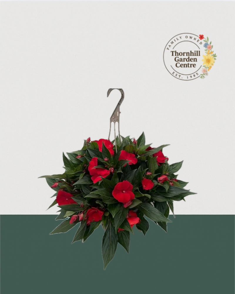 12" Fibre Premium Sun/Shade Hanging Basket - Bold Scarlett