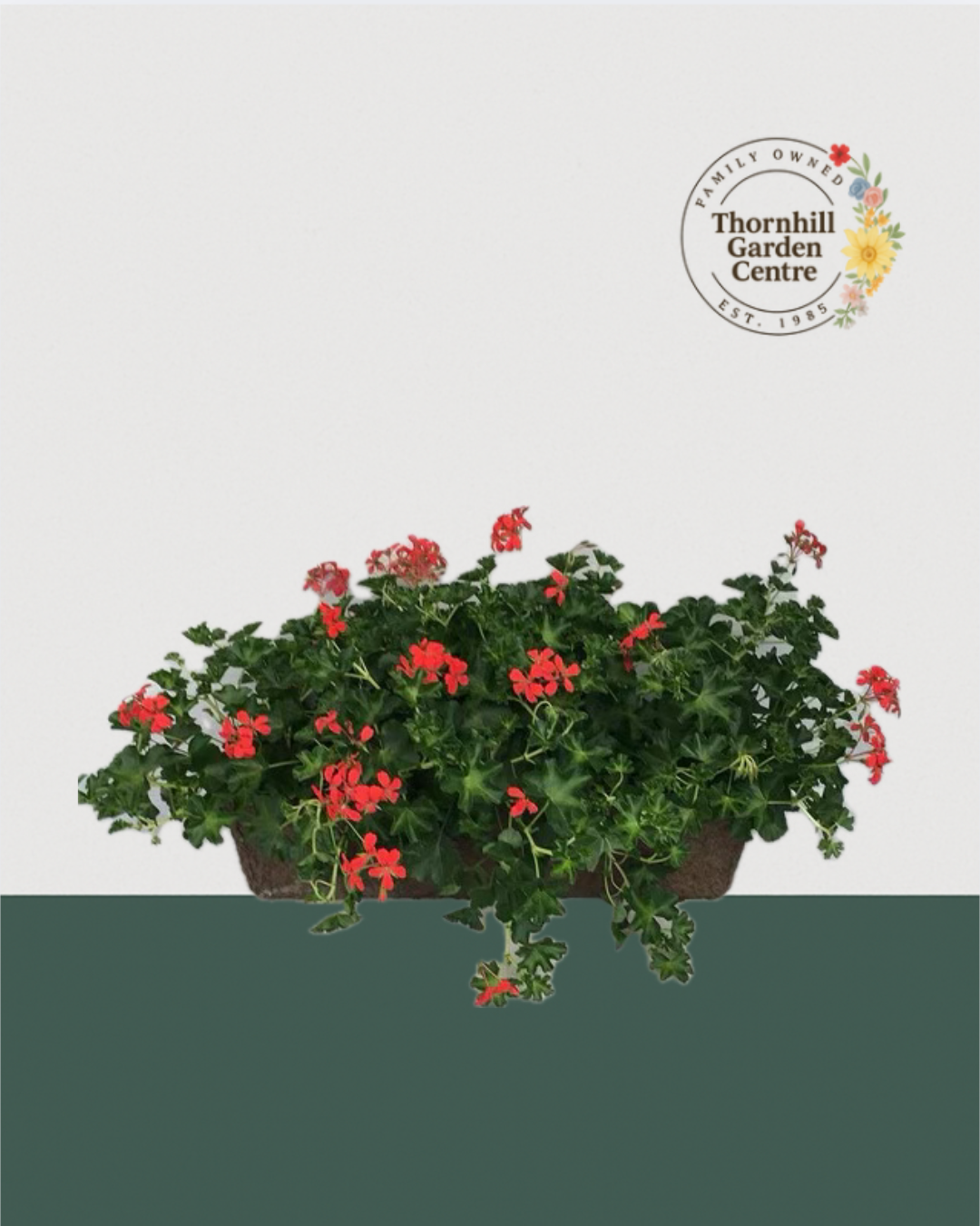 24" Premium Fibre Sun Window Box – Trailing Red Ivy Geraniums