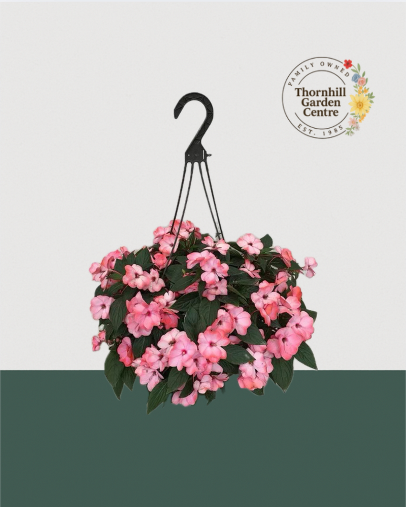 12" Fibre Premium Sun/Shade Hanging Basket - Blush Pink