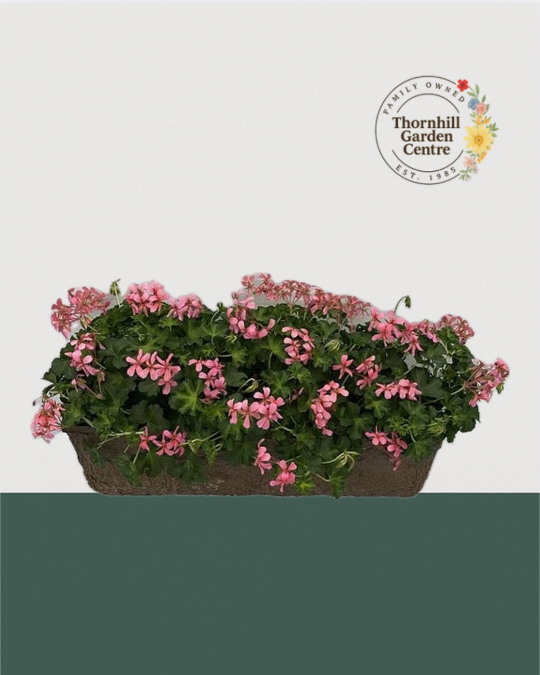 24" Premium Fibre Sun Window Box – Trailing Pink Ivy Geraniums