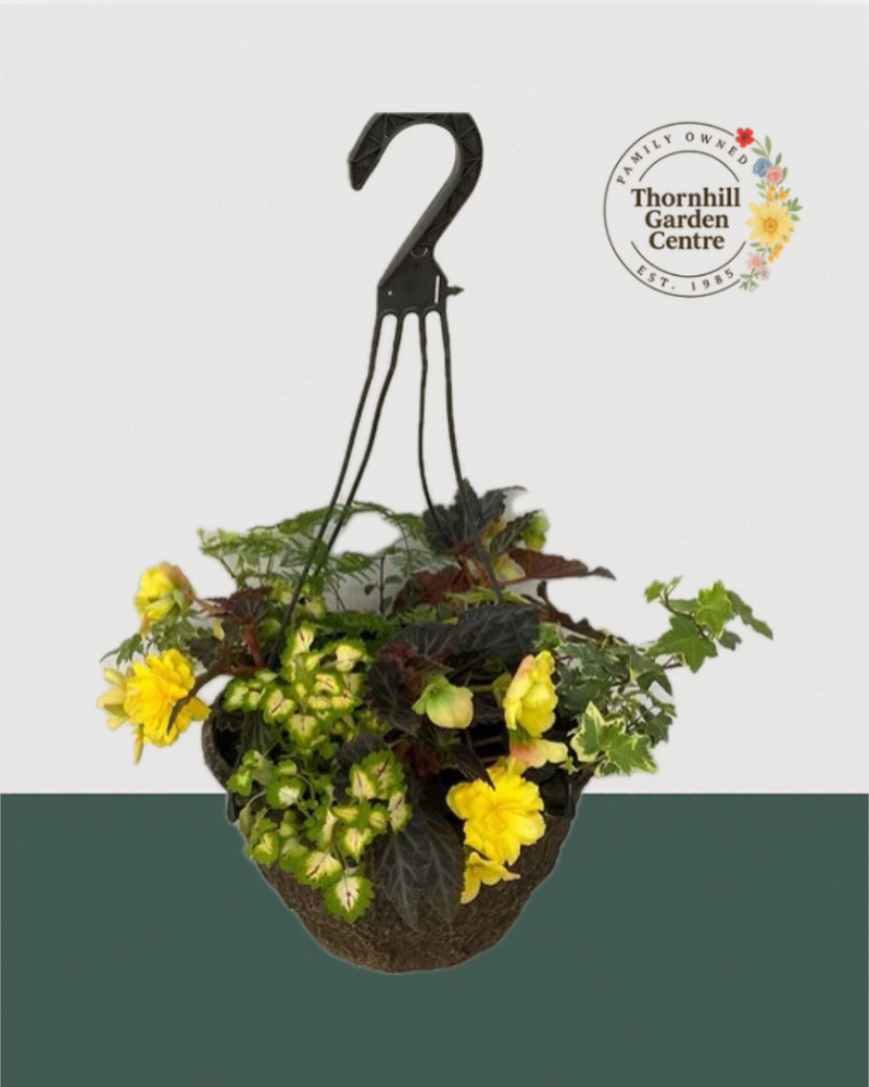 12" Premium Fibre Shade Hanging Basket – Lemon Drop