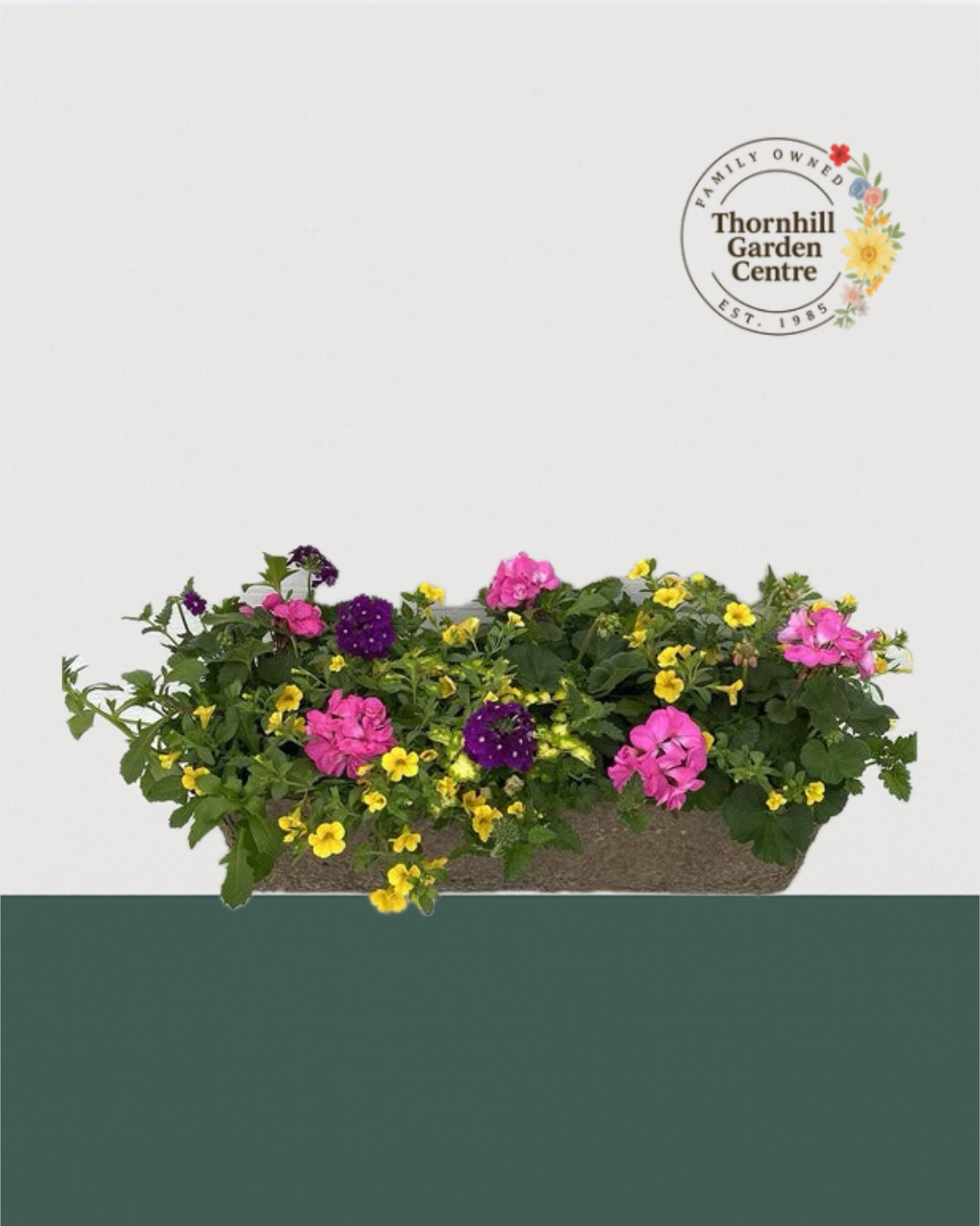 24" Premium Fibre Sun Mixed Window Box – Pink Lemonade