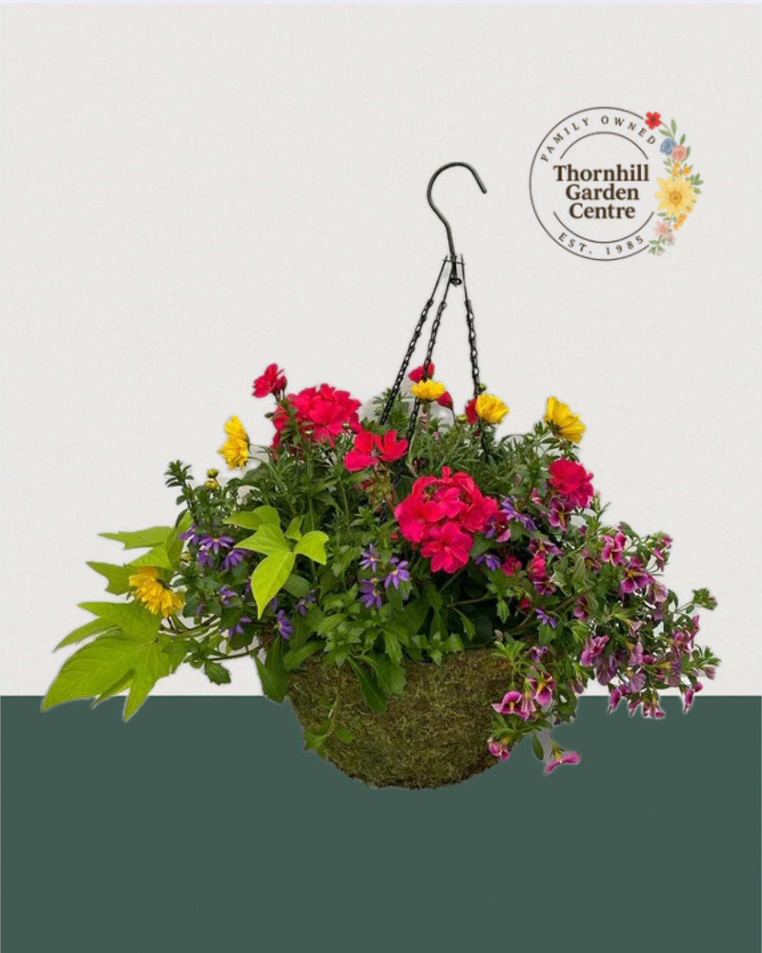 16" Premium Moss Sun Hanging Basket – Vibrant Summer Mix