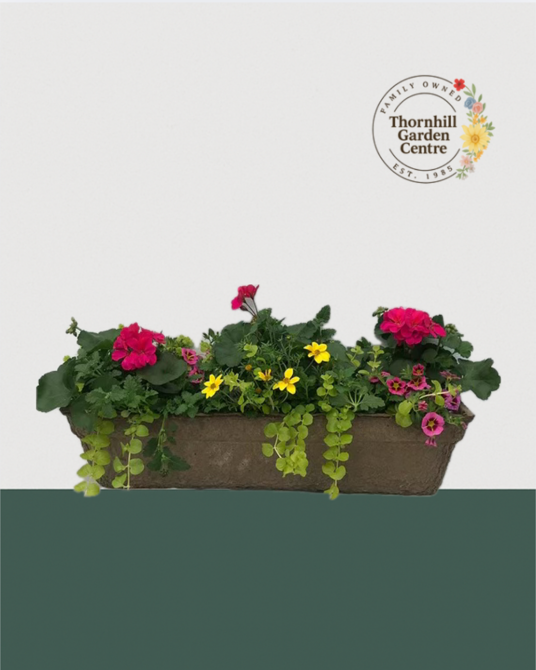 24" Premium Fibre Sun Mixed Window Box – Sunset Glow