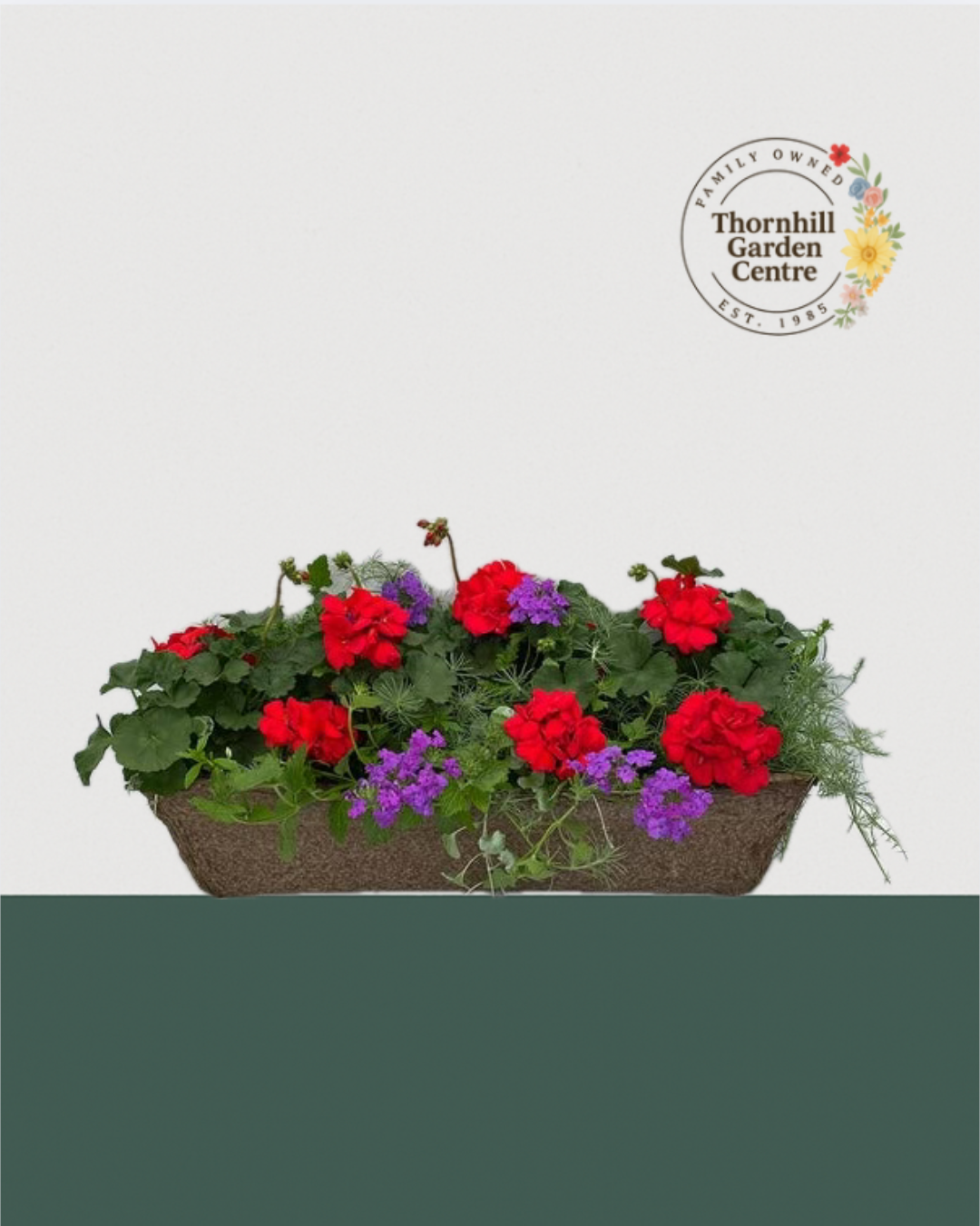 24" Premium Fibre Sun Mixed Window Box – Royal Red & Violet