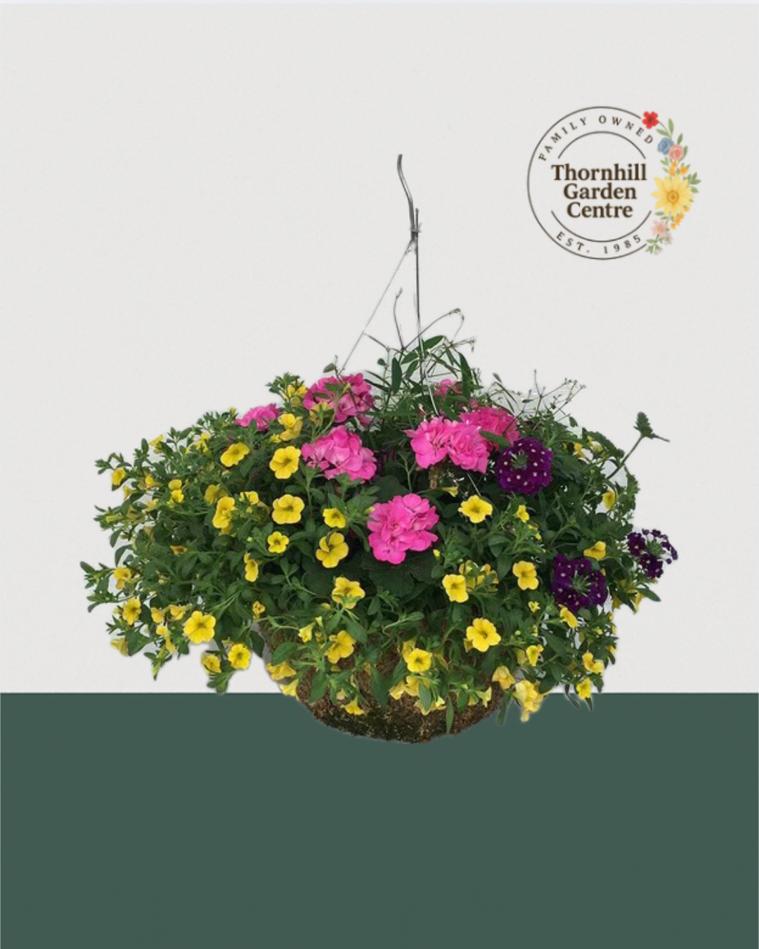 16" Moss Premium Mixed Sun Hanging Basket - Sunny Sangria