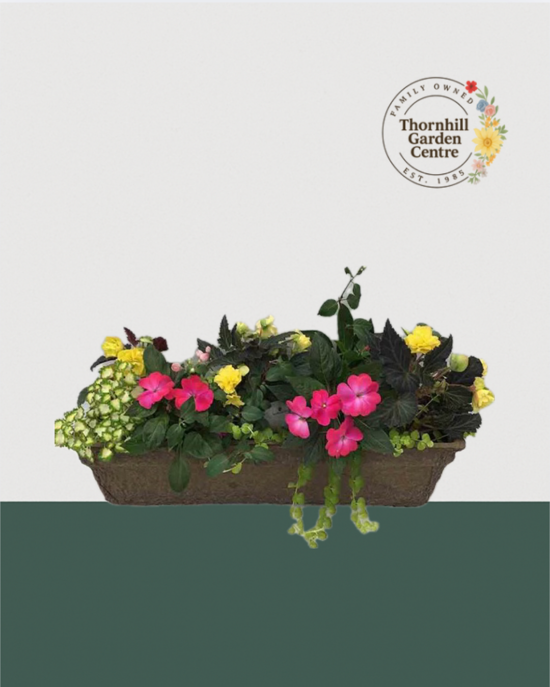 24" Premium Fibre Shade Mixed Window Box – Pink & Lemon Sorbet