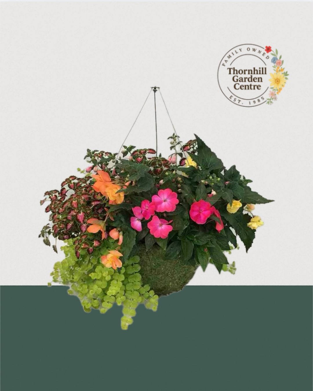 16" Moss Premium Mixed Shade Hanging Basket - Sunset Sorbet