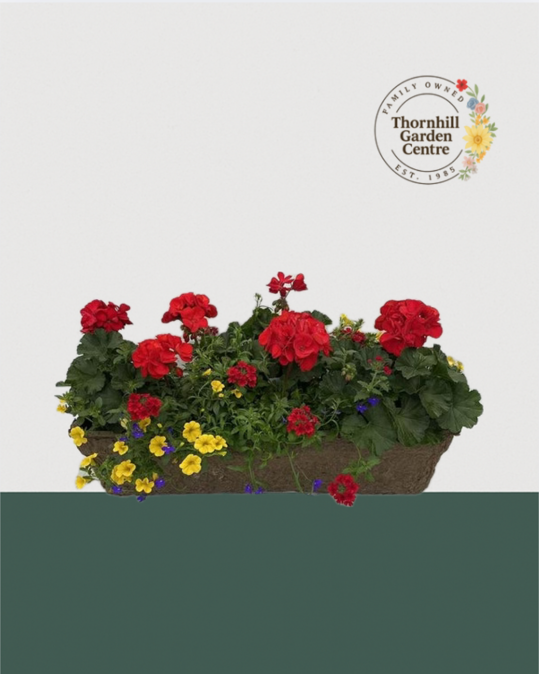 24" Premium Fibre Sun Mixed Window Box – Red Radiance