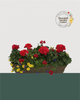 24" Premium Fibre Sun Mixed Window Box – Red Radiance