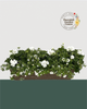24" Fibre Premium Mixed Sun Window Box - White out Mix