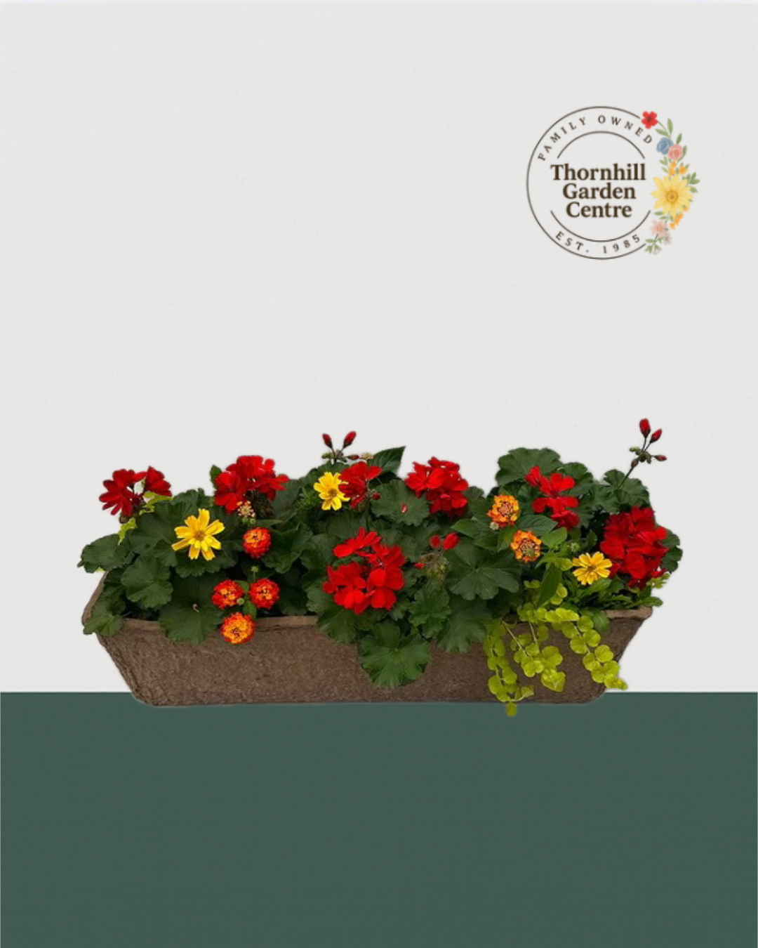 24" Premium Fibre Sun Mixed Window Box – Fire & Gold