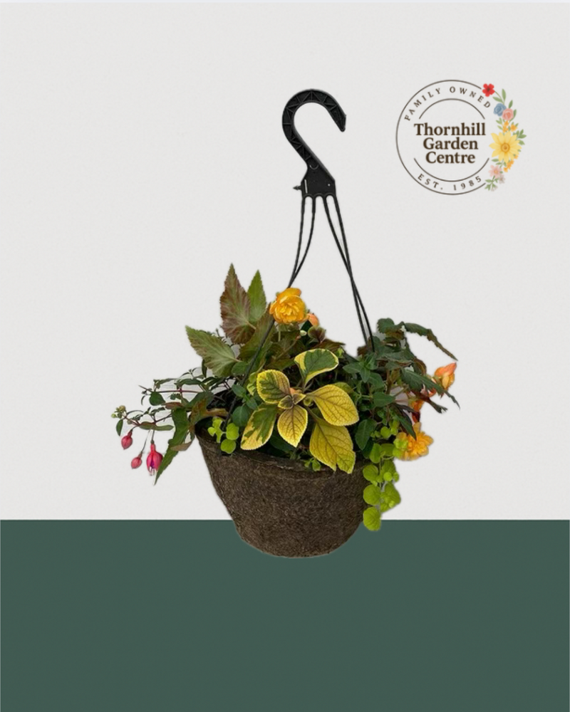 12" Fibre Premium Mixed Shade Hanging Basket - Golden Twilight