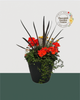 13" Round Premium Sun Mixed Planter – Tropical Inferno