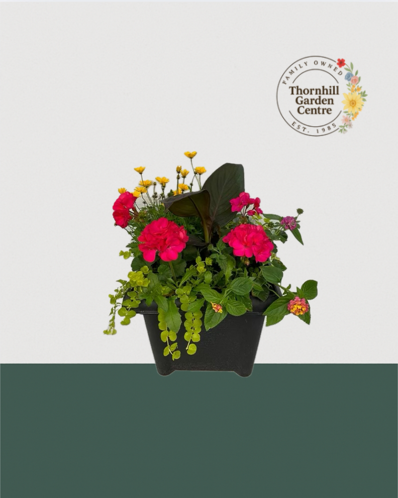 14" Square Premium Mixed Sun Planter - Rosé Love