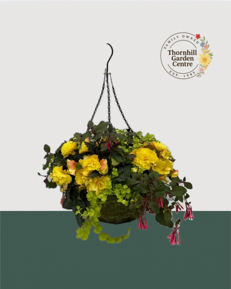 16" Premium Moss Shade Hanging Basket – Golden Elegance