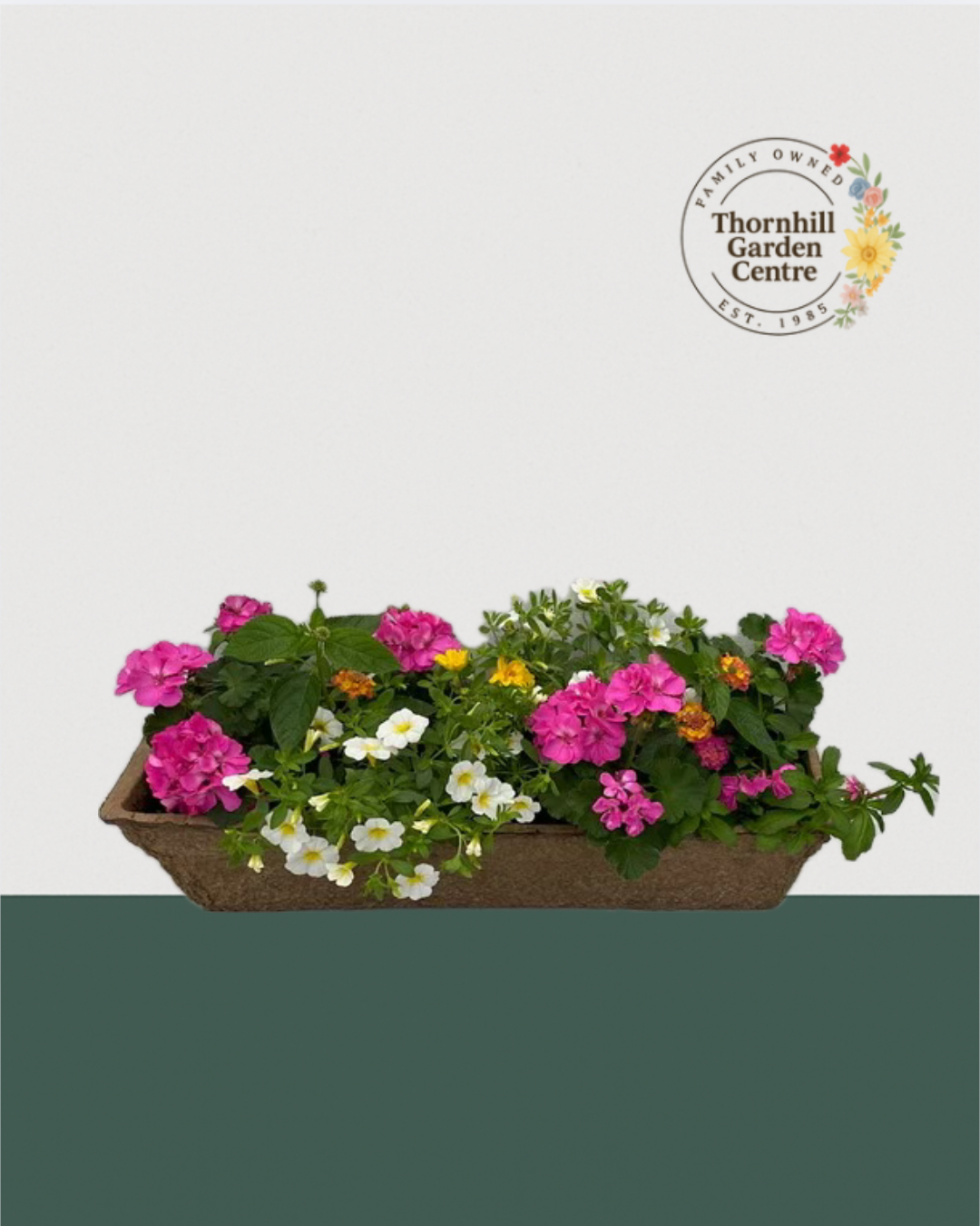 24" Premium Fiber Mixed Sun Window Box – Pink Citrus Blend