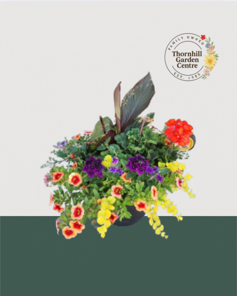 13" Round Premium Sun Mixed Planter – Tropical Sun Ray Mix