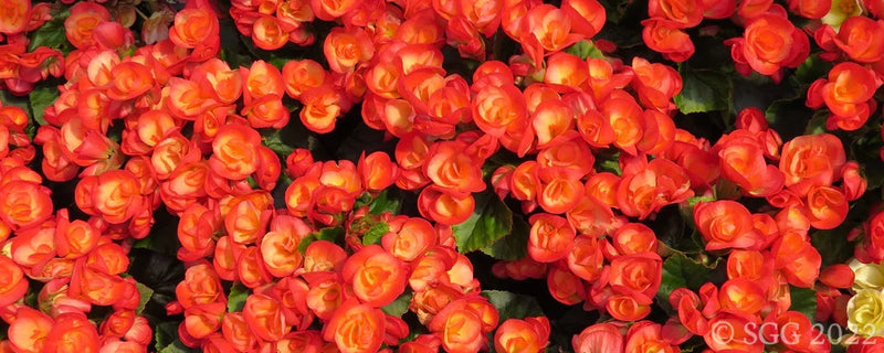 4 Inch Rieger Begonia Flats