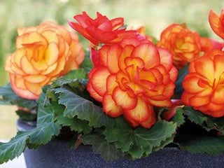 4 Inch Tuberius Begonia Flats