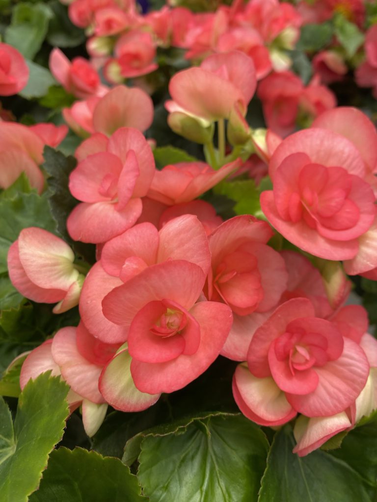 4 Inch Rieger Begonia Flats