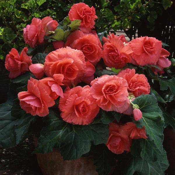 4 Inch Tuberius Begonia Flats