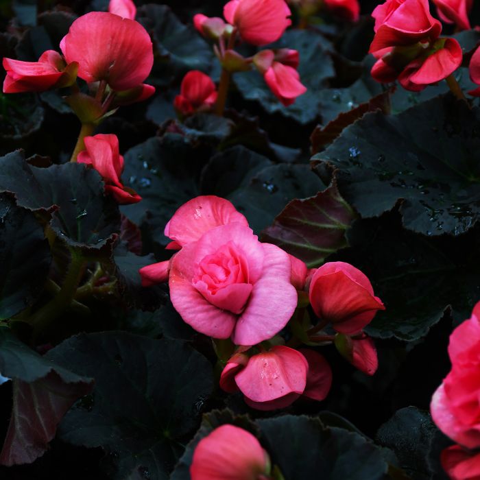 4 Inch Rieger Begonia Flats