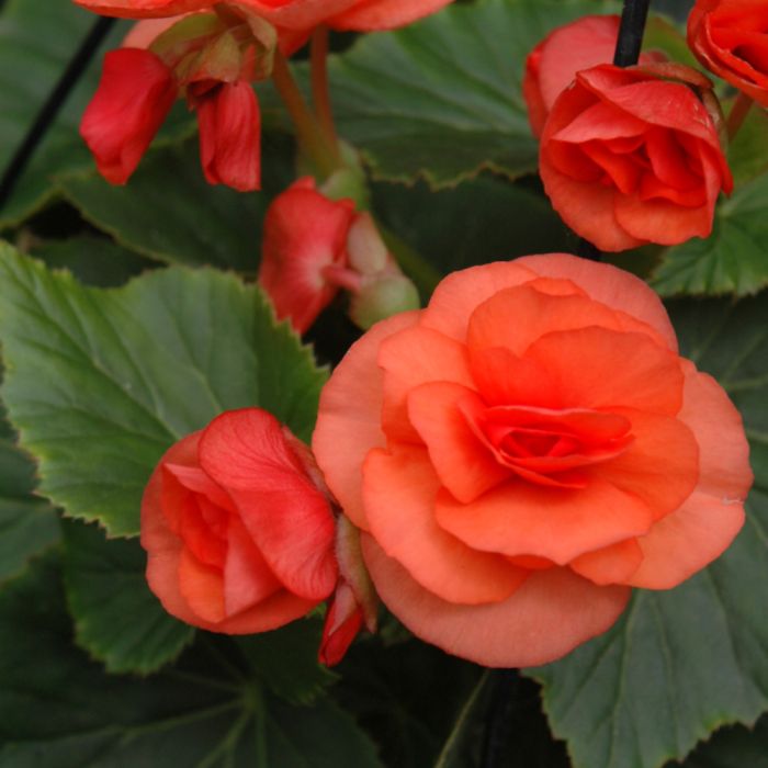 4 Inch Rieger Begonia Flats