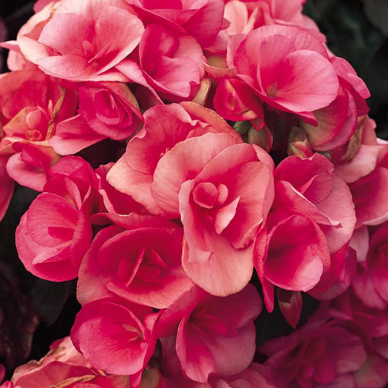 4 Inch Rieger Begonia Flats