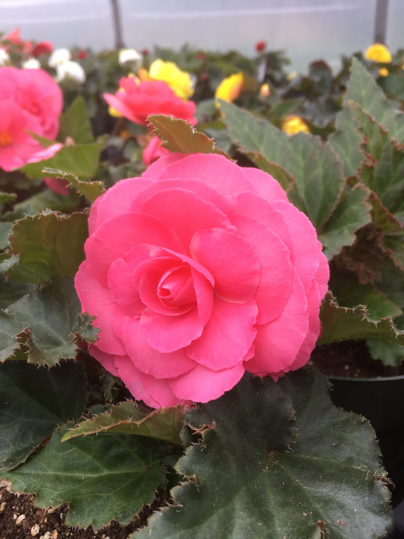 4 Inch Tuberius Begonia Flats