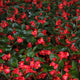 4 Inch Rieger Begonia Flats