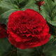 4 Inch Tuberius Begonia Flats