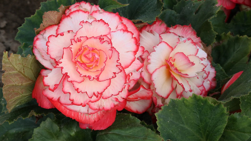 4 Inch Tuberius Begonia Flats