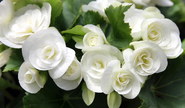 4 Inch Rieger Begonia Flats