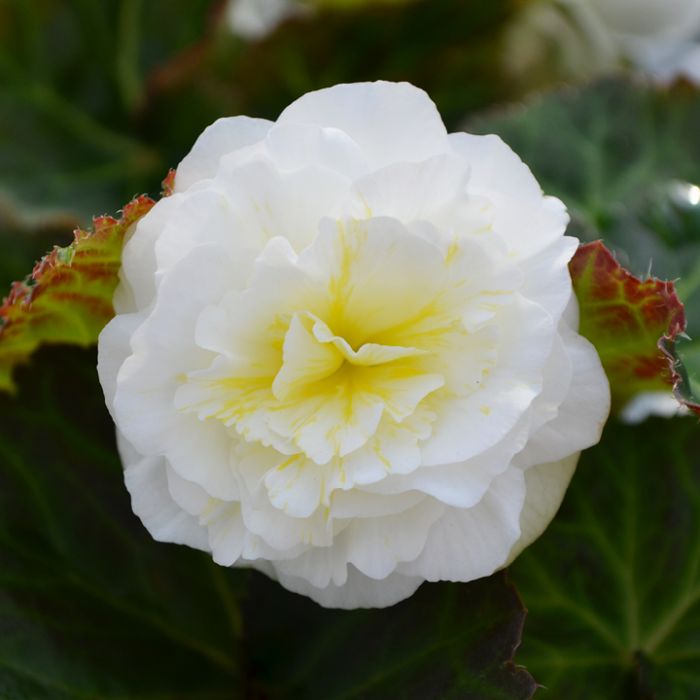 4 Inch Tuberius Begonia Flats